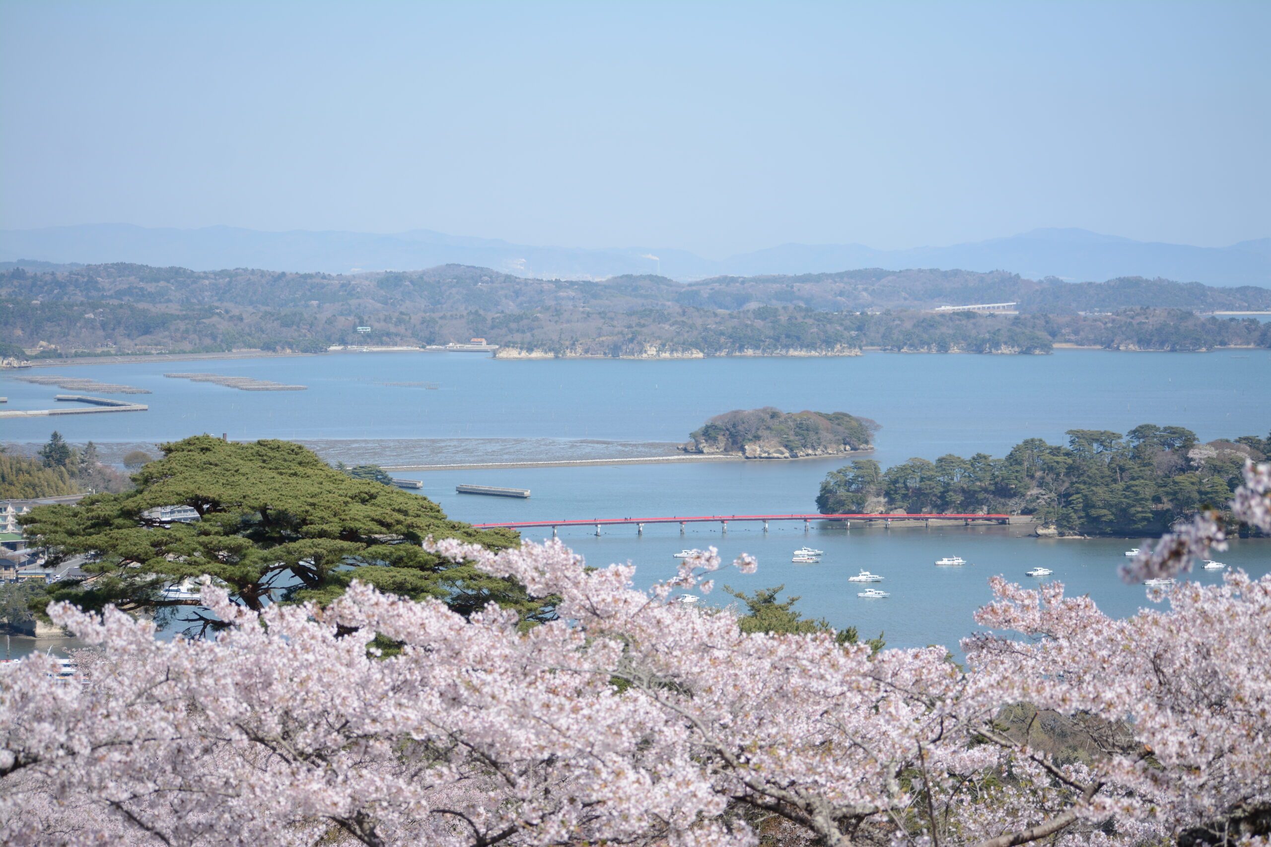 【桜】車で行ける宮城県のお花見スポット6選〜塩竈市・松島町・東松島市・石巻市〜