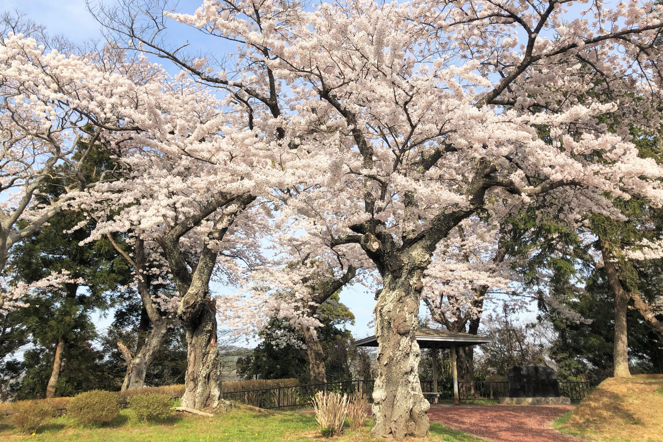 日和山公園の桜